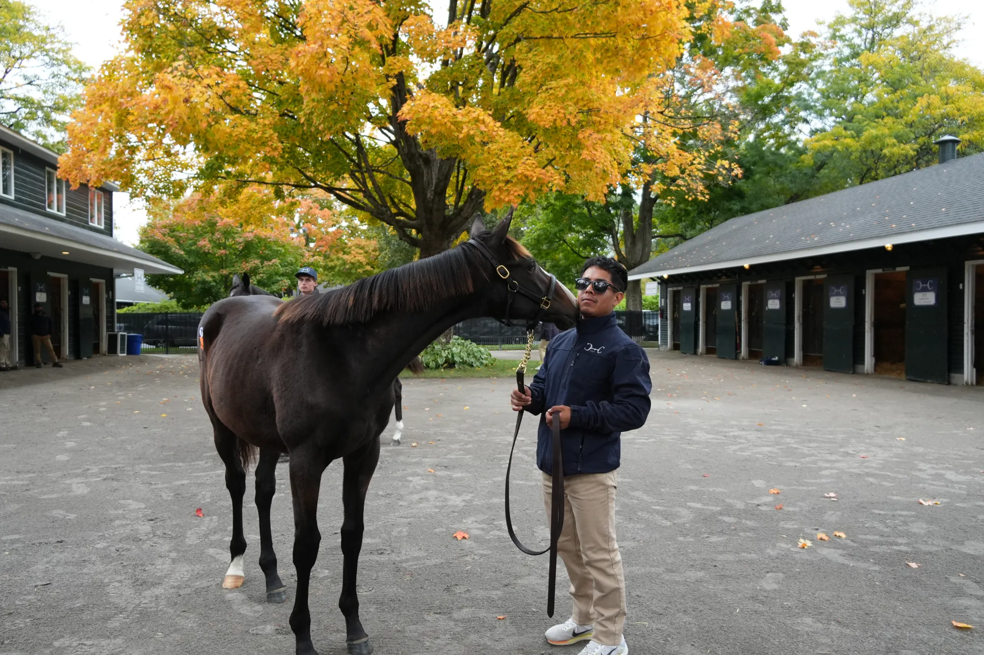 A dark bay yearling with handler
